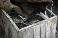Sólo en algunas bahías y canales del sur de Louisiana se puede seguir pescando cangrejo azul no contaminado. / Crédito:Erika Blumenfeld/IPS